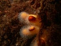 A closeup picture of a feeding soft coral dead man's fingers or Alcyonium digitatum. Picture from the Weather Islands Royalty Free Stock Photo