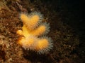 A closeup picture of a feeding soft coral dead man's fingers or Alcyonium digitatum. Picture from the Weather Islands Royalty Free Stock Photo