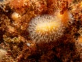 A closeup picture of a feeding soft coral dead man's fingers or Alcyonium digitatum. Picture from the Weather Islands Royalty Free Stock Photo