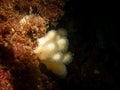 A closeup picture of a feeding soft coral dead man's fingers or Alcyonium digitatum. Picture from the Weather Royalty Free Stock Photo