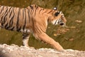 A closeup picture of female Bengal tiger walking Royalty Free Stock Photo