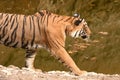 A closeup picture of female Bengal tiger walking Royalty Free Stock Photo