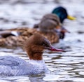 Merganser with a male and female Mallard duck in the background, laying in the water. Royalty Free Stock Photo