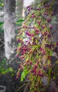 Closeup picture flowers of Averhoa Bilimbi
