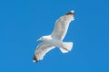 Closeup picture of a flying seagull. Background with a clear blue sky