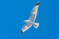 Closeup picture of a flying seagull. Background with a clear blue sky