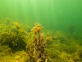 Closeup picture of Fucus vesiculosus, known by the common names bladderwrack, black tang, rockweed, bladder fucus, sea