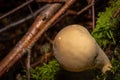 A closeup picture of a fungus in a forest. Green moss in the background. Picture from Bokskogen, Malmo, Sweden Royalty Free Stock Photo