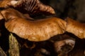 A closeup picture of a fungus in a forest. Green moss in the background. Picture from Bokskogen, Malmo, Sweden Royalty Free Stock Photo