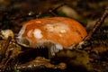 A closeup picture of fungus in a forest. Green moss in the background. Picture from Bokskogen, Malmo, Sweden Royalty Free Stock Photo