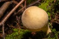 A closeup picture of a fungus in a forest. Green moss in the background. Picture from Bokskogen, Malmo, Sweden Royalty Free Stock Photo