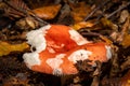 A closeup picture of a fungus in a forest. Green moss in the background. Picture from Bokskogen, Malmo, Sweden Royalty Free Stock Photo