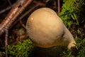 A closeup picture of a fungus in a forest. Green moss in the background. Picture from Bokskogen, Malmo, Sweden Royalty Free Stock Photo