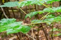 A closeup picture of green leaves in a forest. Blurry yellow leaves background