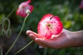 Beautiful poppy flower in girls hand in poppy field Royalty Free Stock Photo