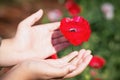 Beautiful poppy flower in girls hand in poppy field Royalty Free Stock Photo