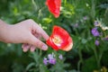 Beautiful poppy flowers in the hands of the girls in the poppy fields, close-up pictures of the hands touching the poppies in the Royalty Free Stock Photo