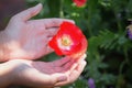 Beautiful poppy flowers in the hands of the girls in the poppy fields, close-up pictures of the hands touching the poppies in the Royalty Free Stock Photo