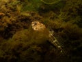 A closeup picture of a longspined bullhead, Taurulus bubalis, also known as the longspined sea-scorpion. Picture from