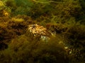 A closeup picture of a longspined bullhead, Taurulus bubalis, also known as the longspined sea-scorpion. Picture from