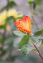 Closeup picture of a a lovely rose bush in a beautiful garden