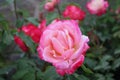 Closeup picture of a a lovely rose bush in a beautiful garden