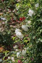 Closeup picture of a a lovely rose bush in a beautiful garden