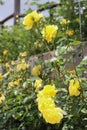 Closeup picture of a a lovely rose bush in a beautiful garden