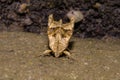 A closeup picture of a moth. Picture from Bokskogen outside Malmo, southern Sweden