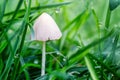 Closeup picture mushroom growing in nature. Botanical photography. Side View Dangerous Small White Cap Mushroom Amanita phalloide