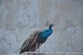 A closeup picture of Peacock perching on stone wall Royalty Free Stock Photo