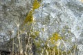 Abstract background-dry grass tips and beach rock closeup Royalty Free Stock Photo