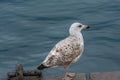 A closeup picture of a seagull. Blue water background