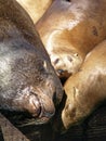 Closeup Picture of Sealion's Head