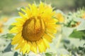 Closeup picture of a single sunflower in a summer field Royalty Free Stock Photo