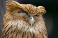 Sleepy Owl Royalty Free Stock Photo