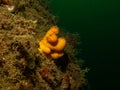 A closeup picture of the soft coral dead man's fingers or Alcyonium digitatum. Picture from the Weather Islands Royalty Free Stock Photo