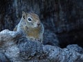 Closeup Picture of Squirrel