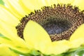 Closeup picture of sunflower Royalty Free Stock Photo