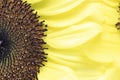 Closeup picture of sunflower Royalty Free Stock Photo