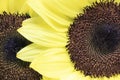Closeup picture of sunflower Royalty Free Stock Photo