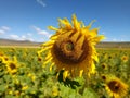 Sunflower plant closeup