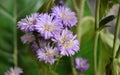 A closeup picture of Tiny vilot colored flowers called Aster Royalty Free Stock Photo