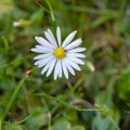 Closeup picture of a tiny white flower. Green background. Macro photography Royalty Free Stock Photo