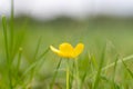 Closeup picture of a tiny yellow flower. Green background. Macro photography Royalty Free Stock Photo