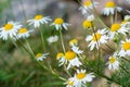 Closeup picture of white and yellow daisy flowers, green and blue blurry background Royalty Free Stock Photo