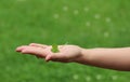 Closeup picture of a woman`s hand holding a four leaf clover Royalty Free Stock Photo