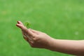 Closeup picture of a woman`s hand holding a four leaf clover Royalty Free Stock Photo