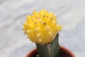 Closeup picture of a yellow moon cactus