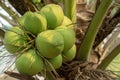 Closeup picture of young fresh coconuts on the tree